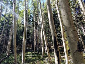 photo 1 of Long Rd LOT 5 and LOT 6, Idaho Springs, CO 80452