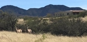 photo 1 of 1345 S Cattleman's Loop, Benson, AZ 85602